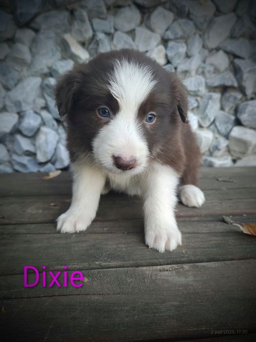 Border collie śliczna suczka przebadani rodzice