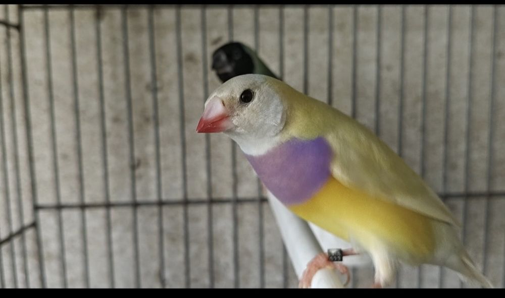 Diamantes de gold macho