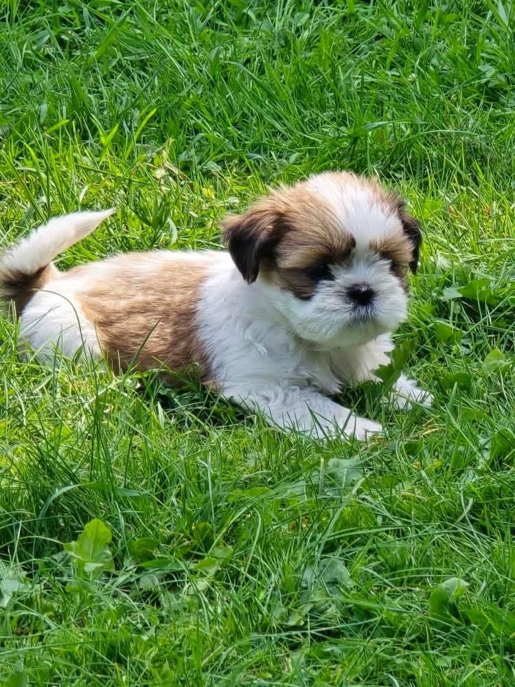 Śliczna suczka shih tzu