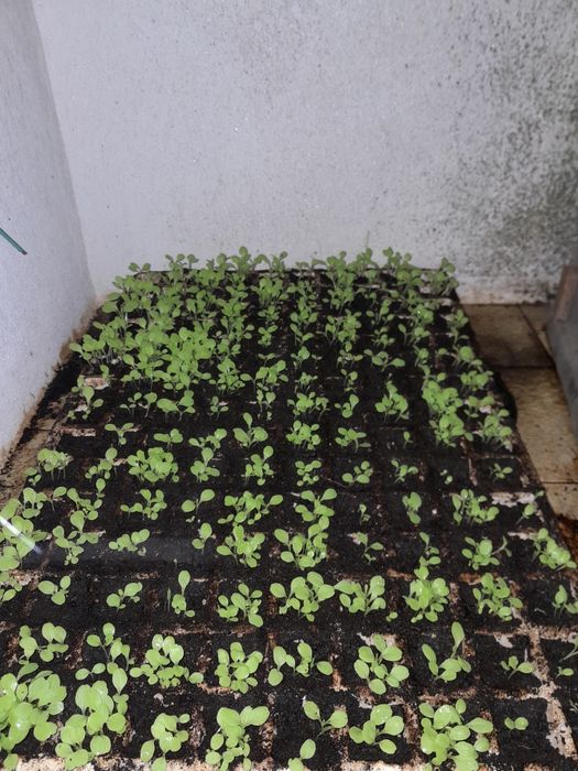 Planta de alface