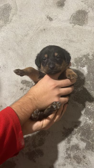 Um cao porte pequeno