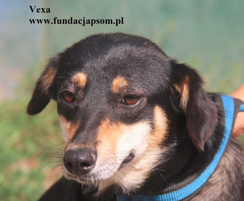 Vexa przylepka szuka domu