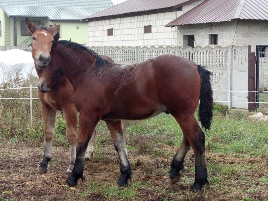 Klaczka zimnokrwista