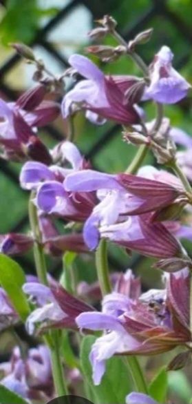 Szałwia lekarska (Salvia officinalis)