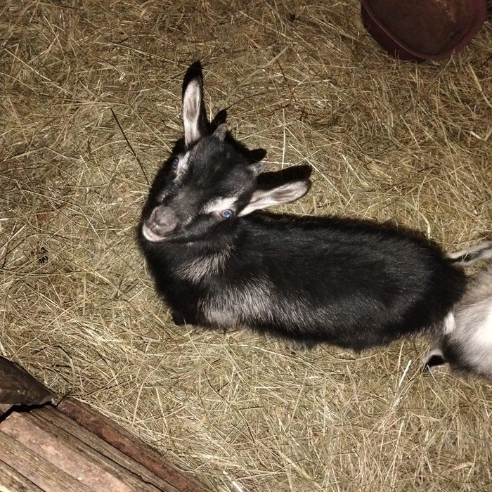 Продаються здорові і веселі козенята!