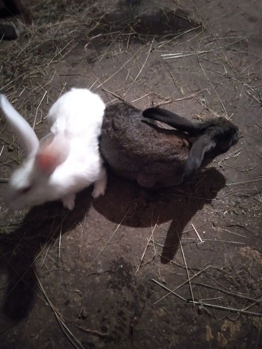 Продам домашніх молодих  кроликів  , можливий обмін