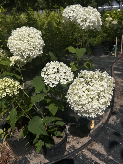 Hortensja. Floks.liatra.Anabelle.