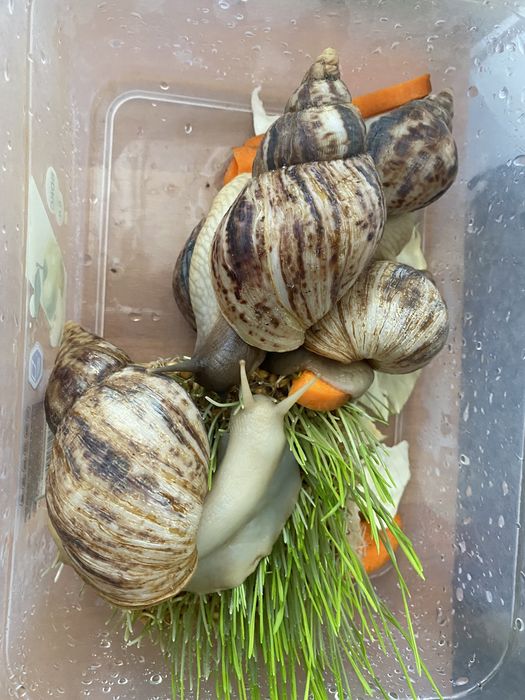 Ахатины улитки