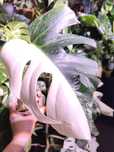 Monstera variegata pędówka Halfmoon ukorzeniona