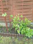 3 letnia sadzonka winogrona bio, eco