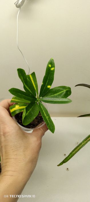 Кронтон Банан и Занзибар