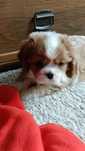 Cavalier King Charles spaniel pies