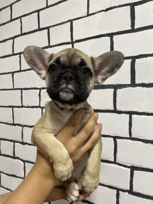 Французький бульдог