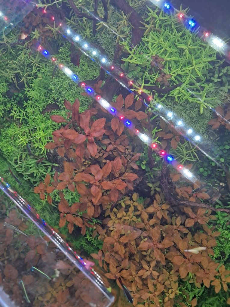 Ludwigia super mini red