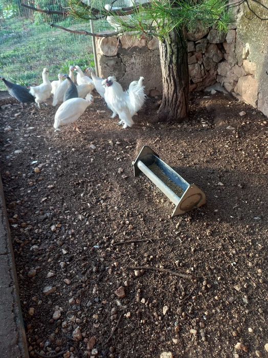 Galinhas sedosas brancas