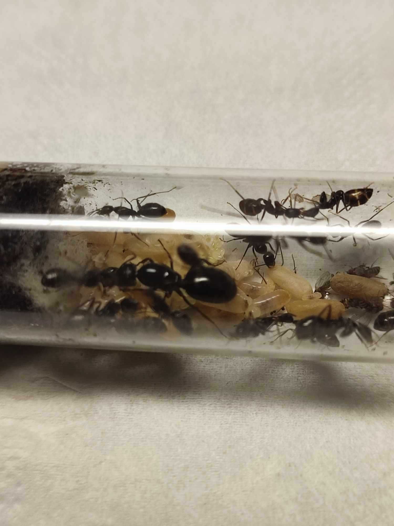 Camponotus aethiops mrówki królowa + 35w