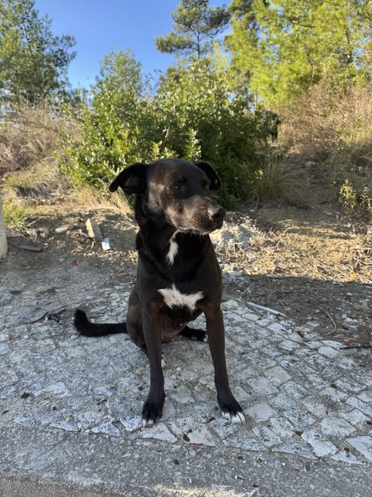 Procura-se família para adoptar – para cão resgatado da rua