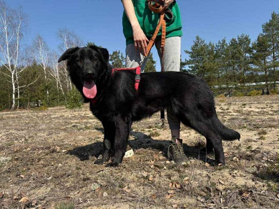 Loca ,sunia w typie Labrador szuka domu.