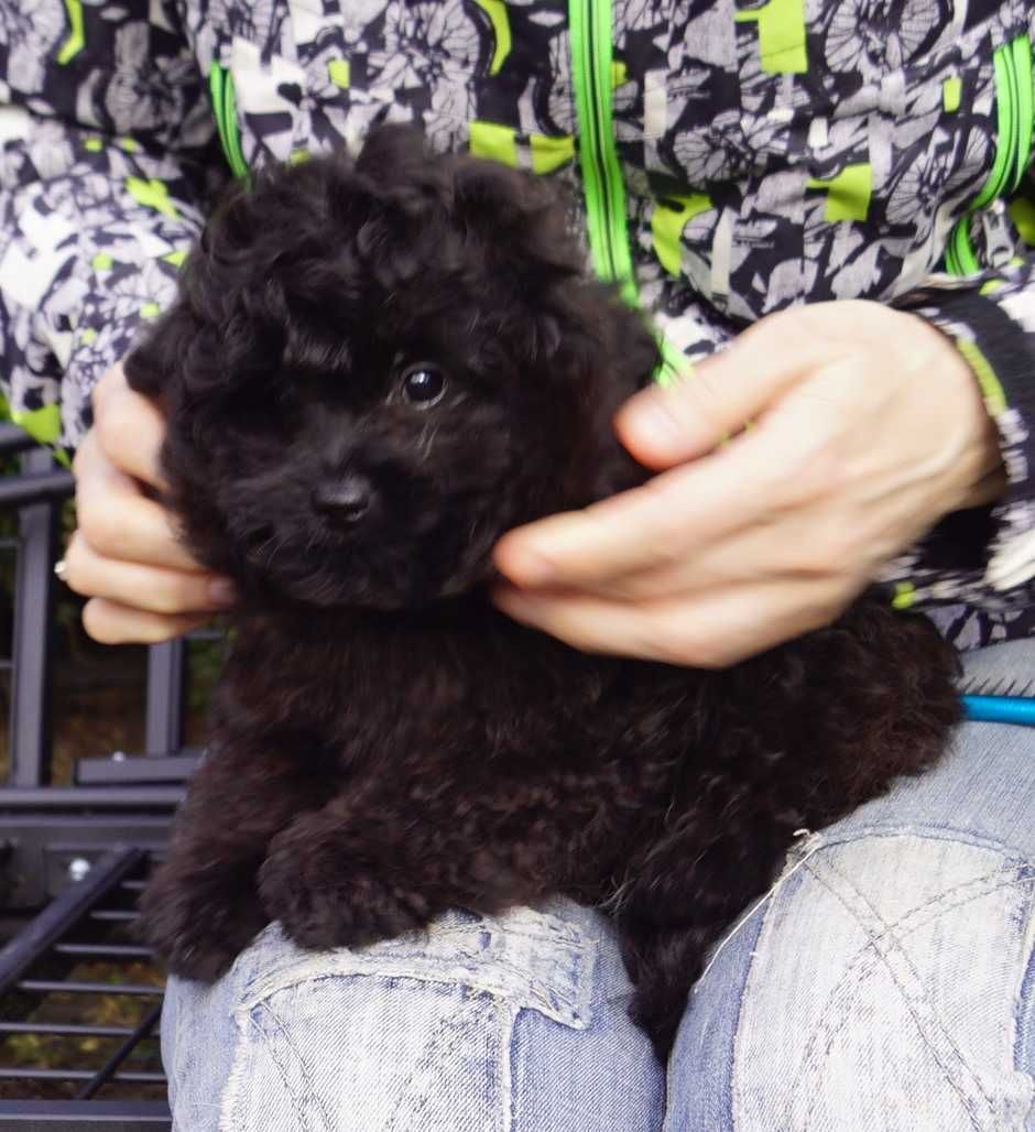 Підрощений хутровий хлопчик дизайнерської породи Pomapoo. Київ