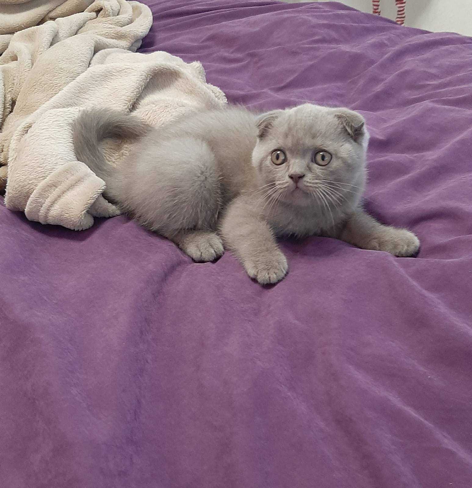 Кошеня британської породи