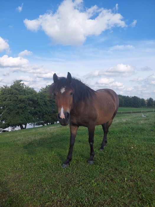 Klacz kuc haflinger źrebna