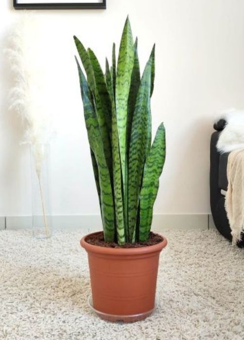 Sansevieria trifasciata ładnie ukorzeniona