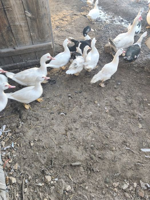 Sprzedam kaczki i kaczory francuskie