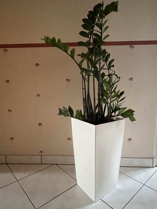 Zamioculcas duży i wysoka donica