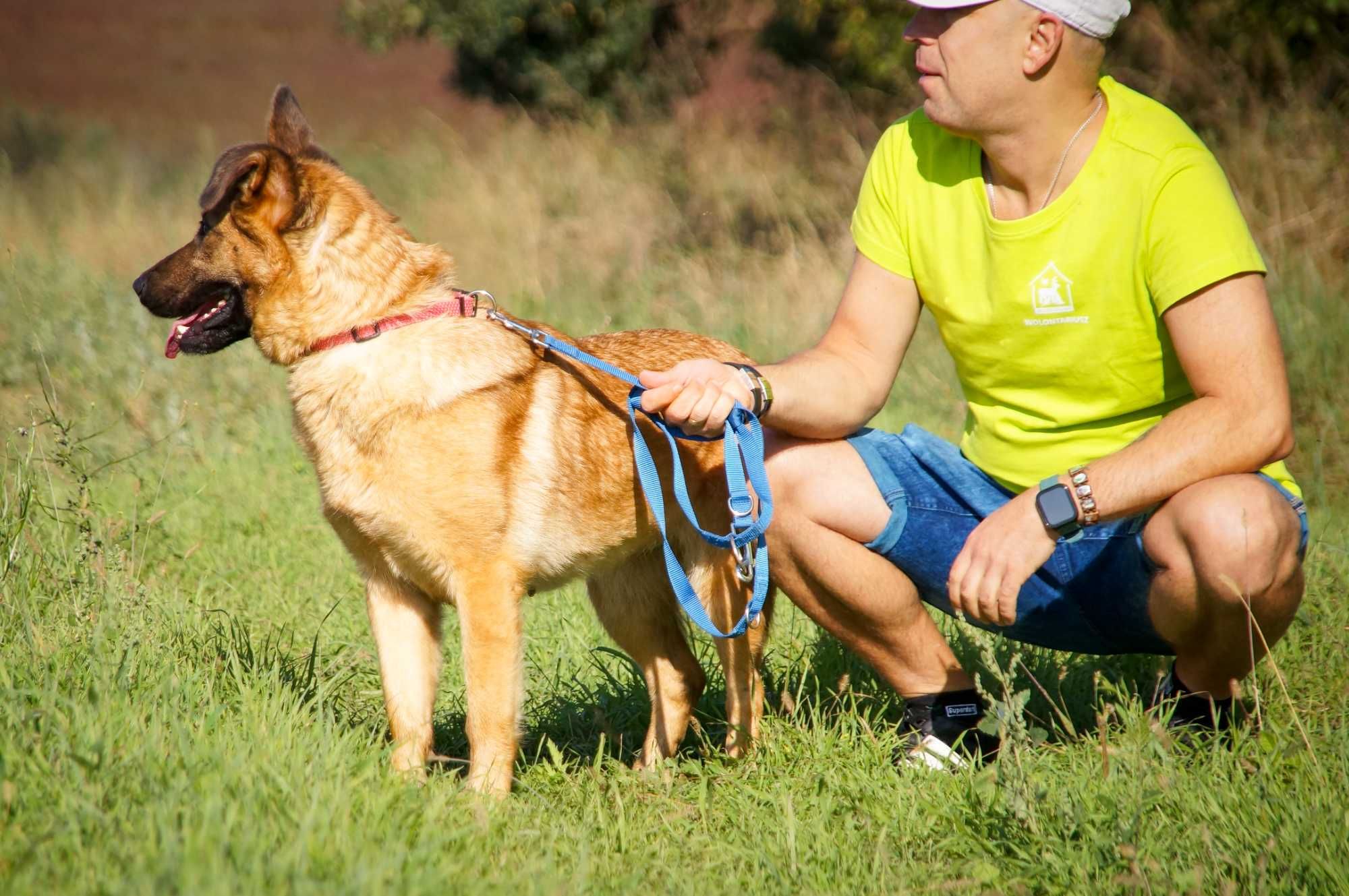 Germena - piękna owczarkowata sunia do adopcji.