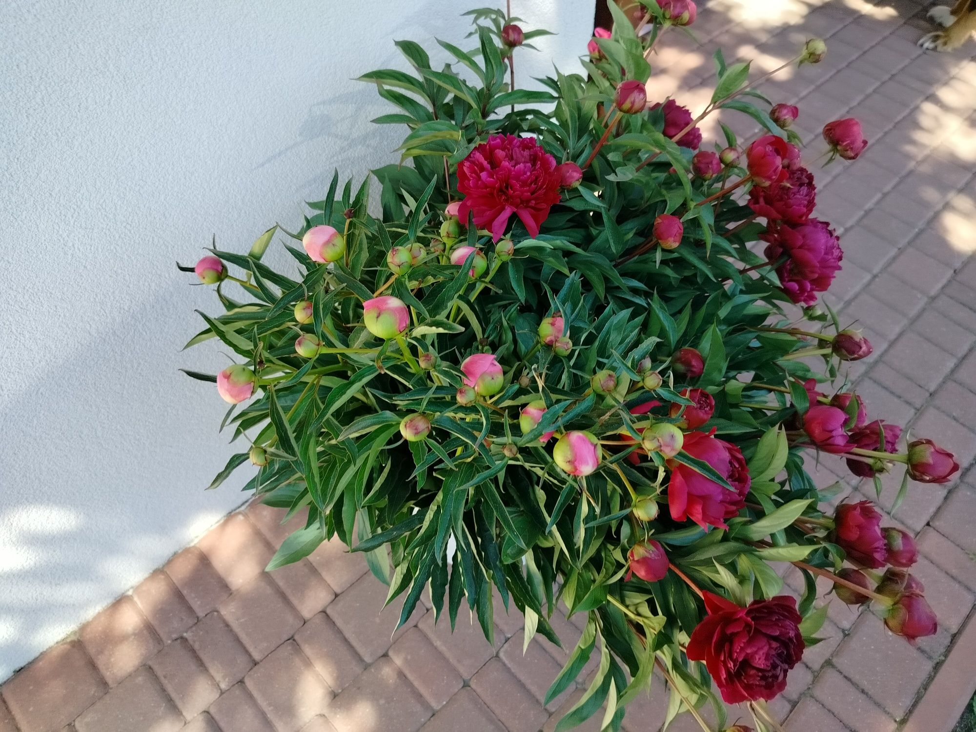 Kwiaty peonie sprzedam