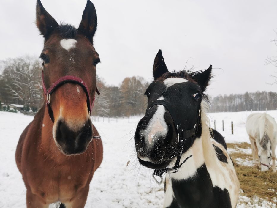 klacz srokata , ojciec APH, matka Sp