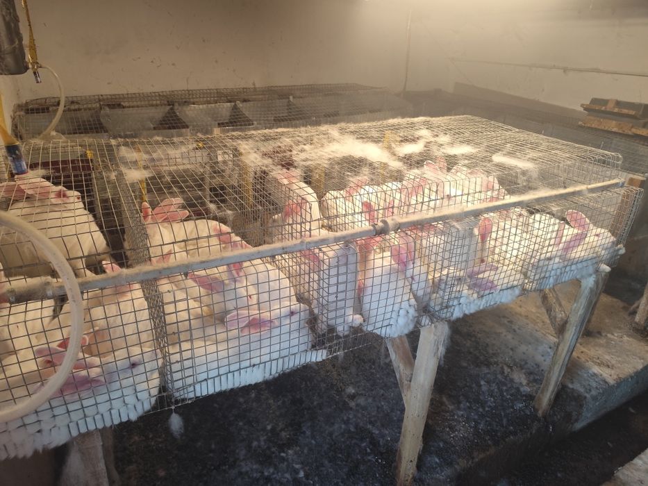 Продаю клітки для кроликів
