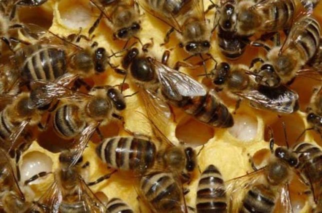 Продам бджолопакети і вулики з бджолами