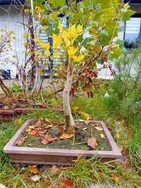 Bonsai liściasty outdoor