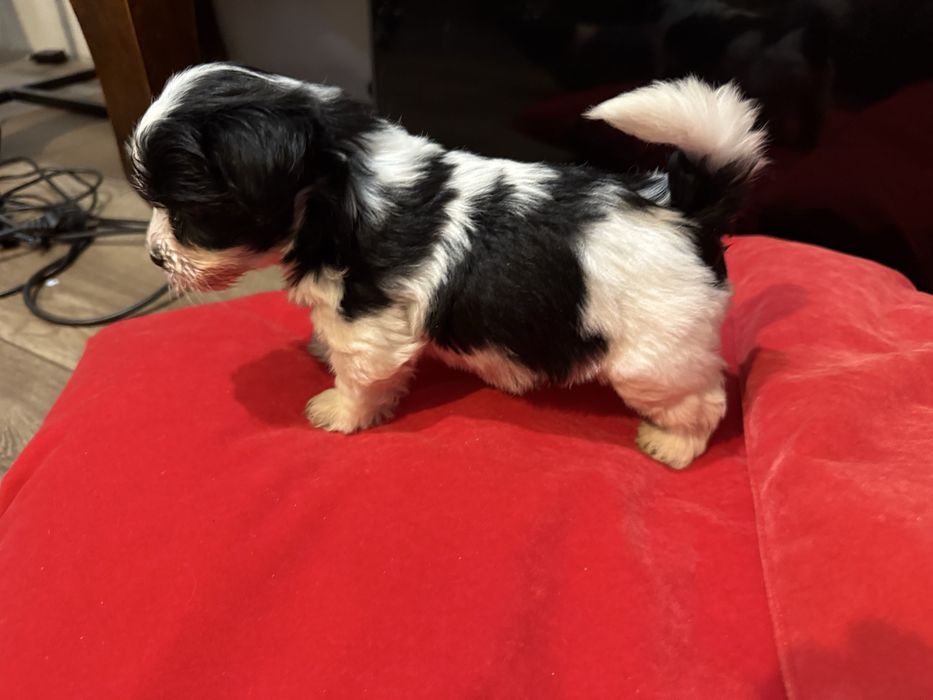 Sprzedam Yorkshire Terrier Biwer Oryginalna Miniaturka