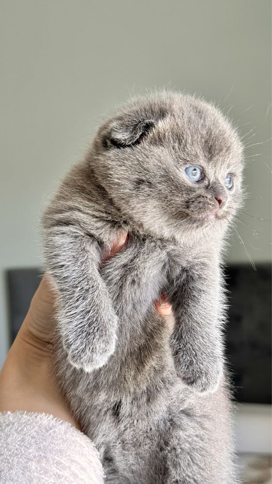 Gatinha Scottish Fold (blue)