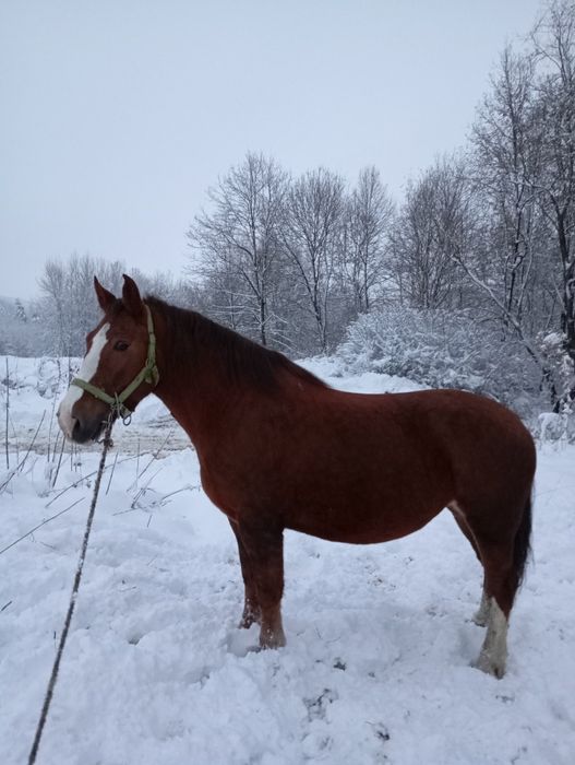 Sprzedam klacz źrebną