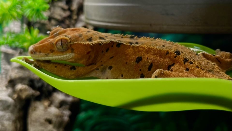 Gekon orzęsiony red super dalmatian
