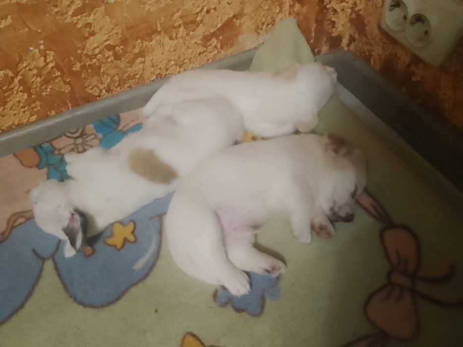 Отдам даром собачек