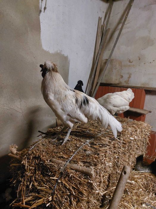 Galos jovens disponíveis