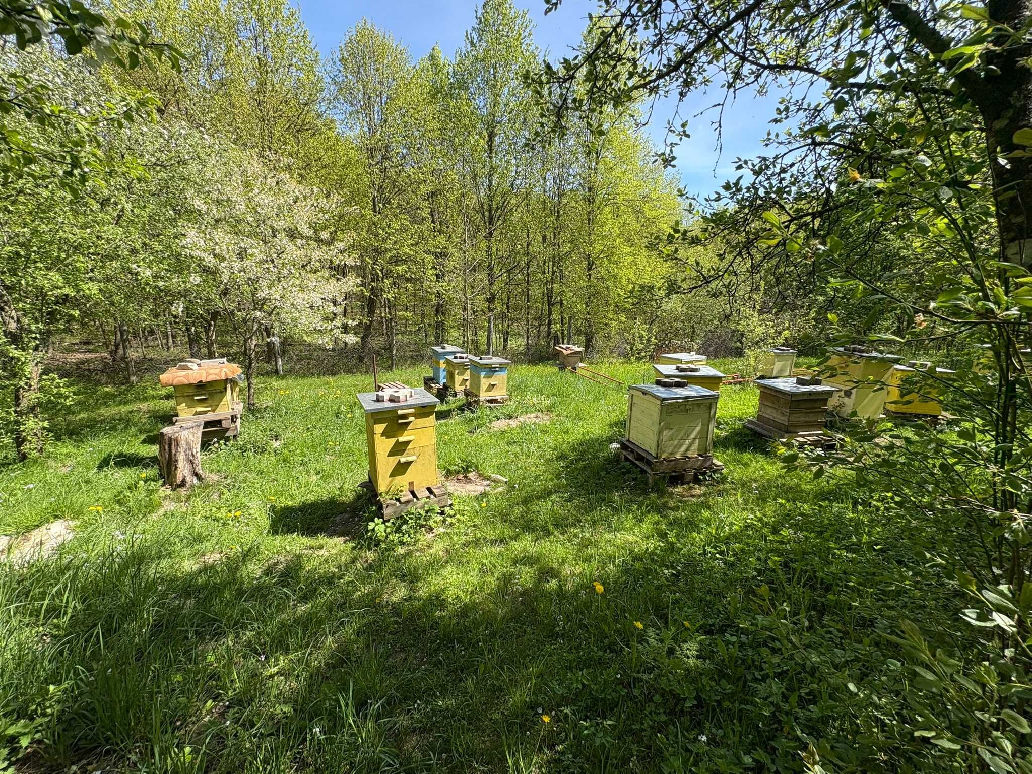 MIÓD WIELOKWIATOWY PROSTO Z PASIEKI - naturalny, domowy, pyszny