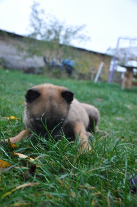 Малінуа бельгійська вівчарка