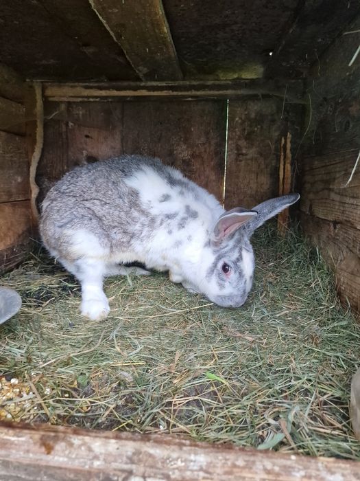 Кролики різного віку