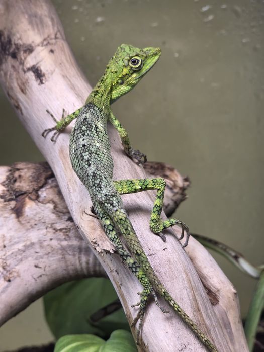 Ostatnie 3 sztuki  jaszczurka Pseudocalotes tympanistriga