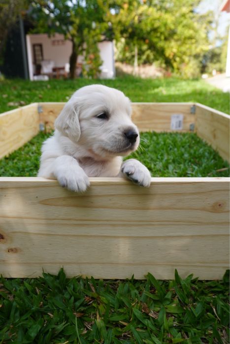 Golden Retriever
