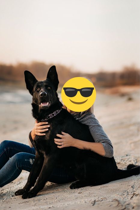 Німецький вівчарка шукає подружку для в’язки