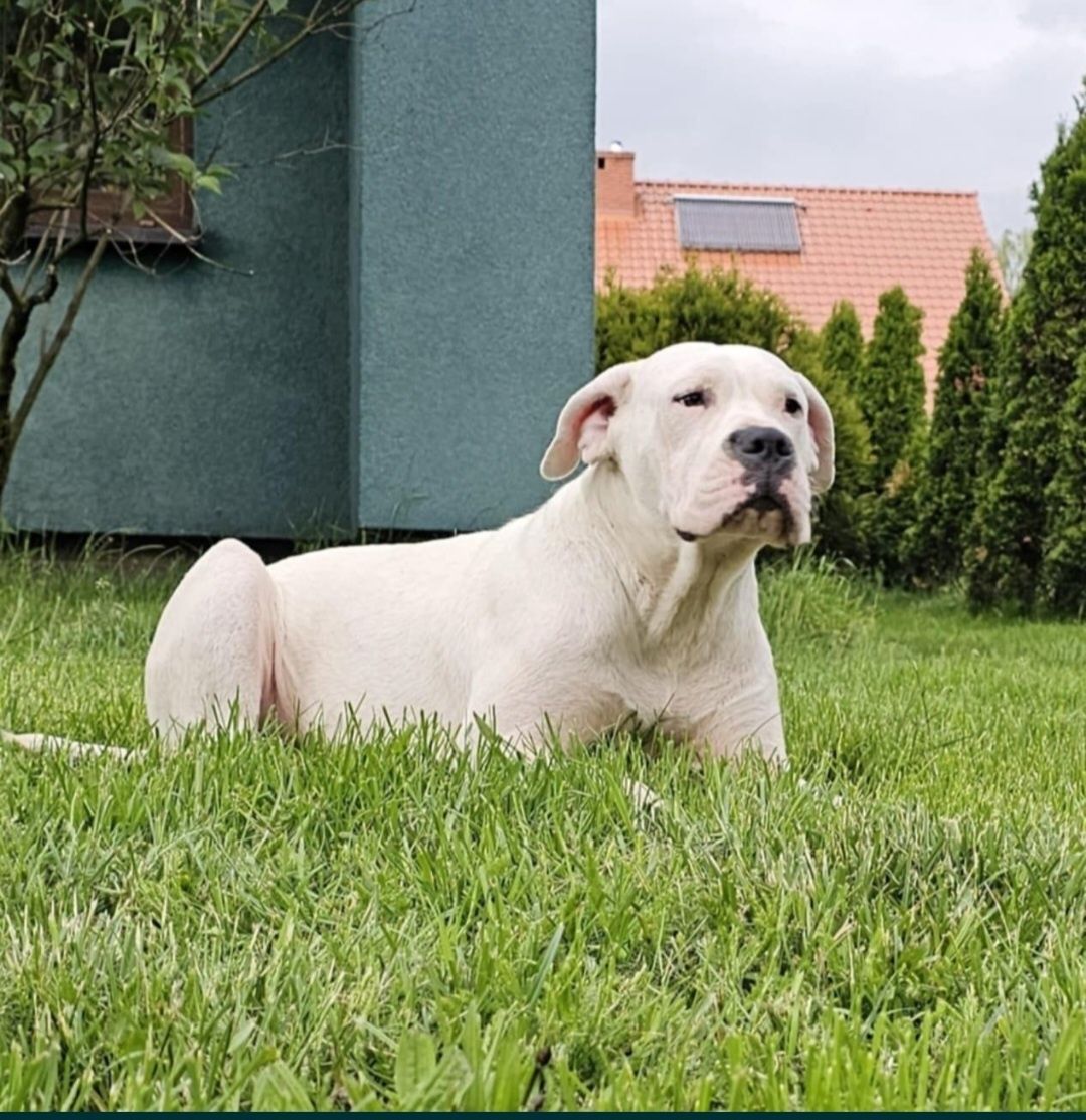 Dog Argentynśki FCI Dogo Argentino