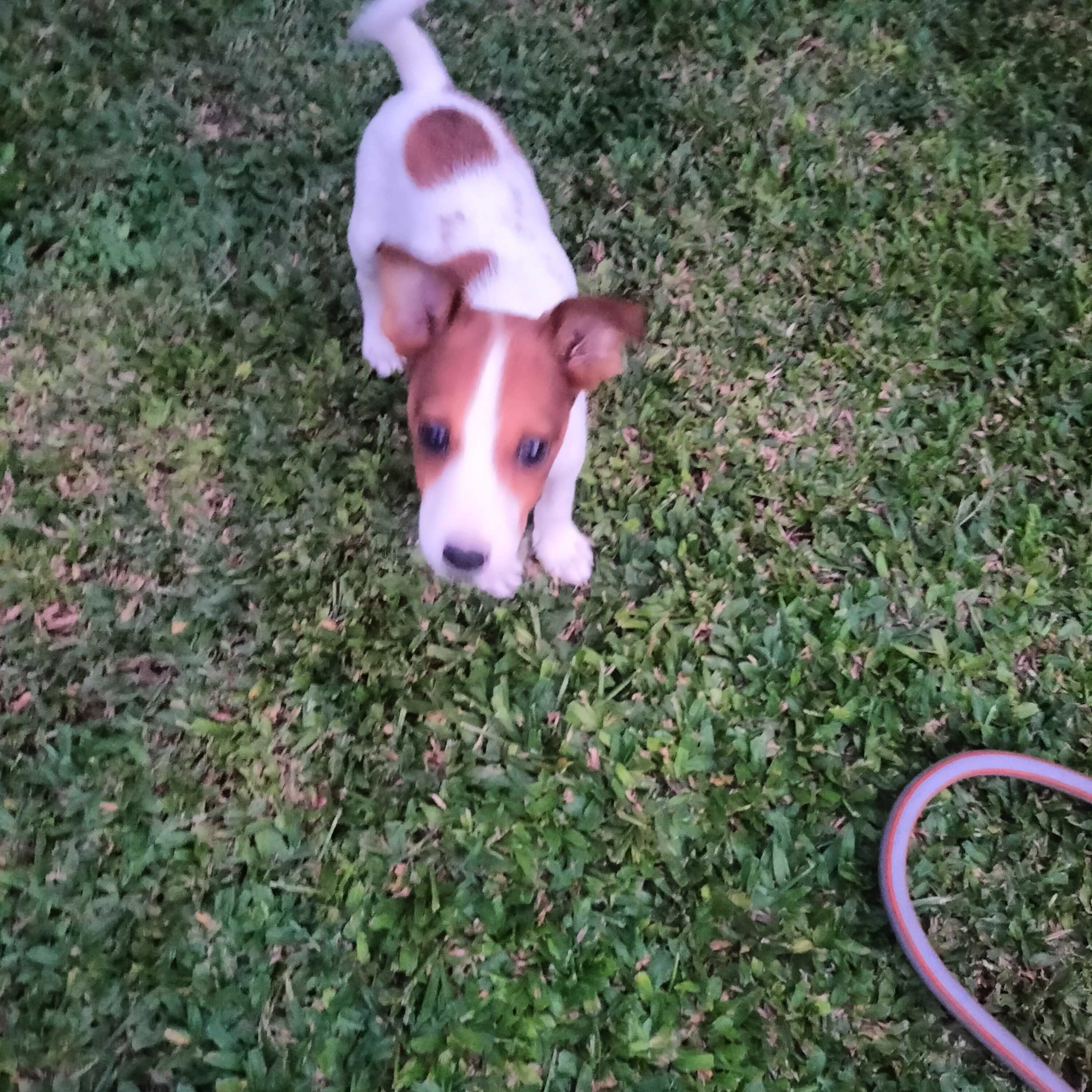 Jack Russel macho 3 meses