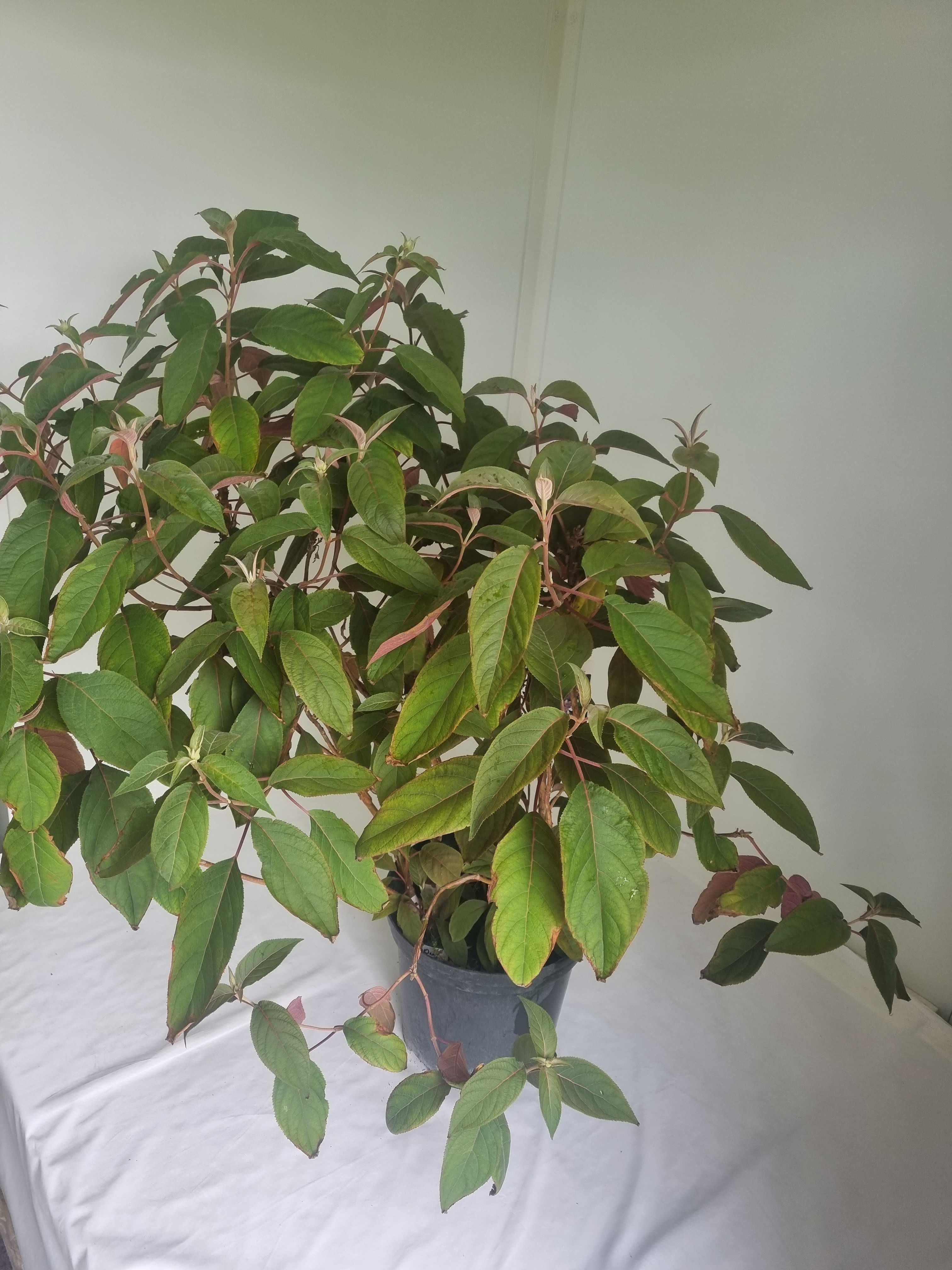 Hortensja Aspera ‘Hot Chocolate’ – Wys. 130 cm, Doniczka 7L