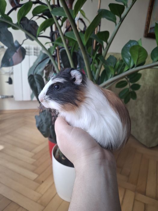 Świnka morska! Świnki morskie! TEDDY !Oswojone ! Nie gryzą  !